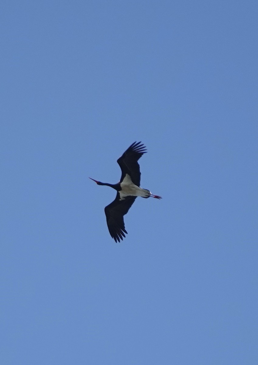 Black Stork - ML620388706