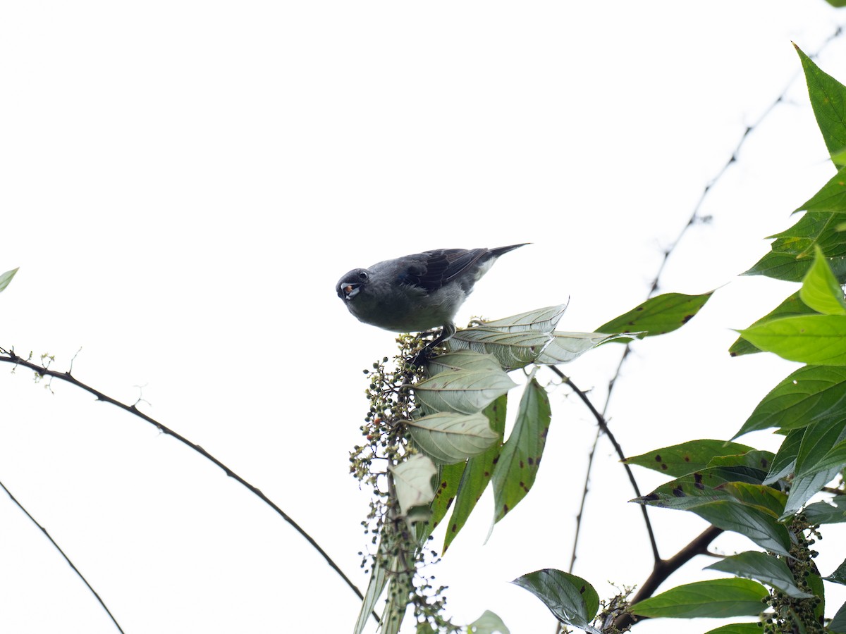 Plain-colored Tanager - ML620388708