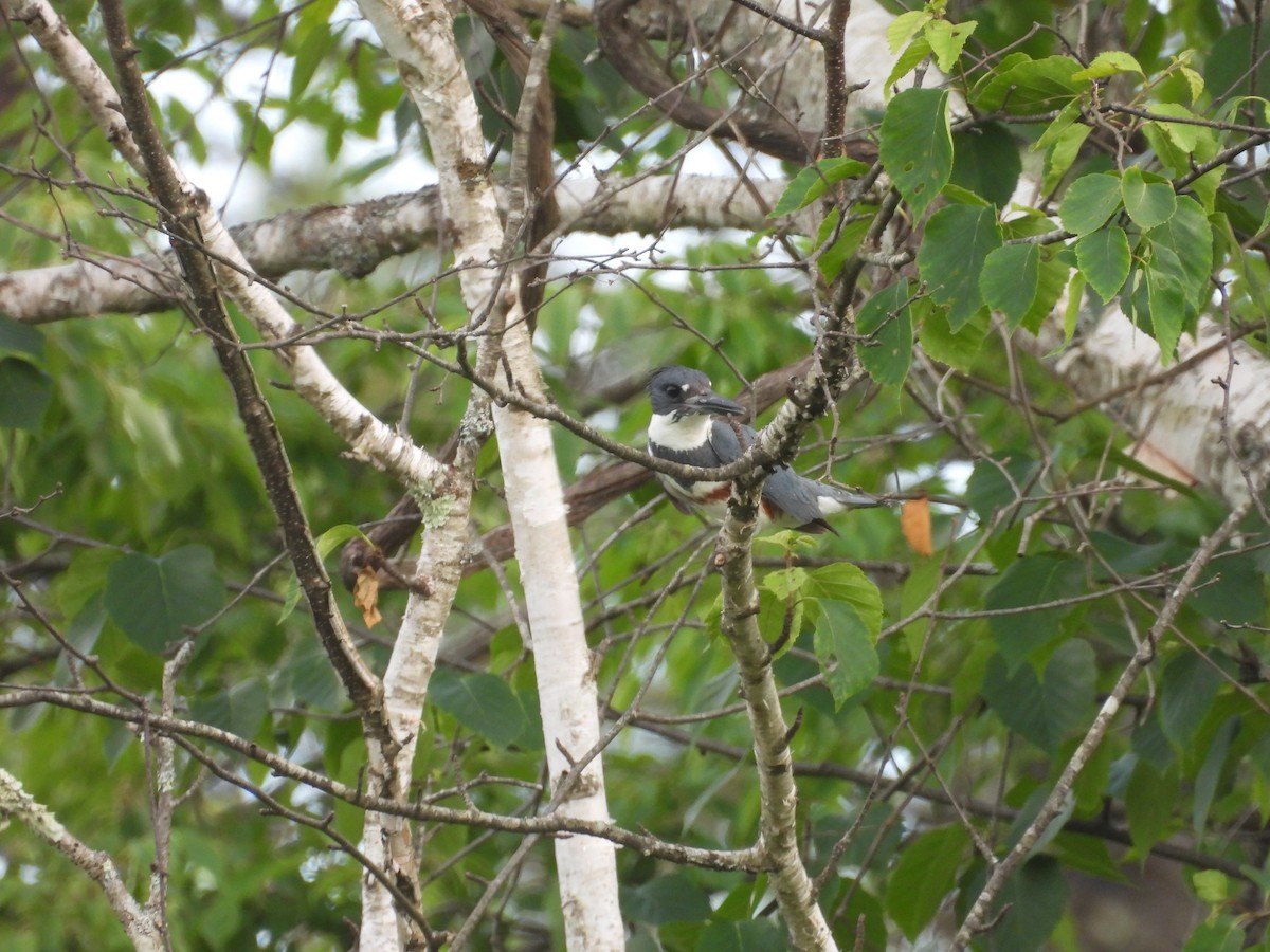 Belted Kingfisher - ML620388716