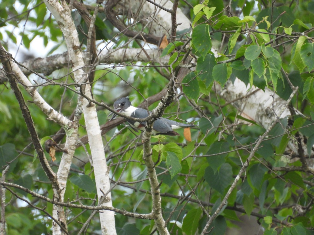 Belted Kingfisher - ML620388718