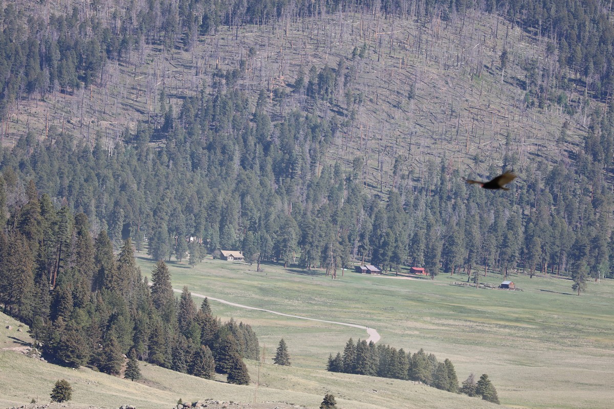 Turkey Vulture - ML620388719