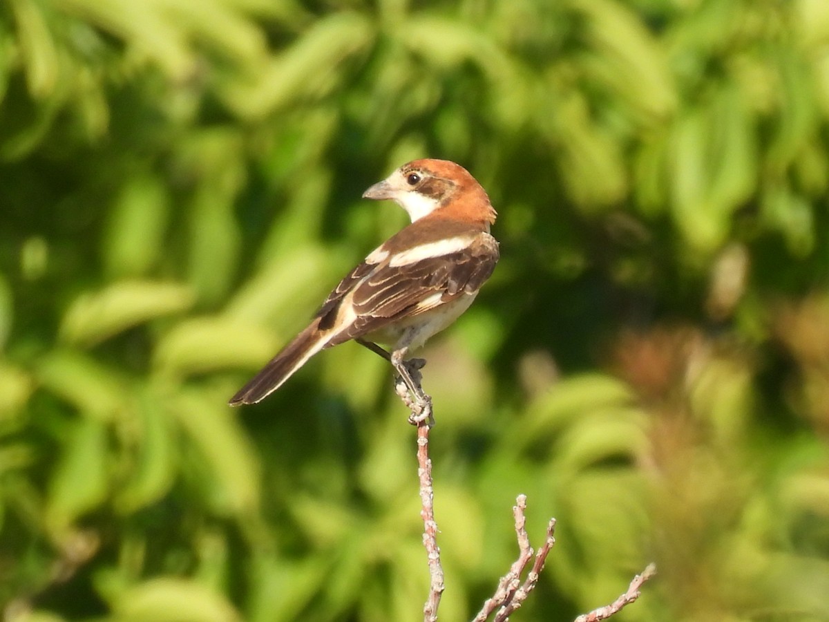 Woodchat Shrike - Miguel Ángel  Pardo Baeza