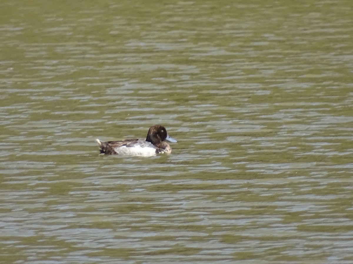 Greater Scaup - ML620388735