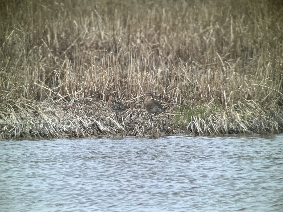 Asian Dowitcher - ML620388736