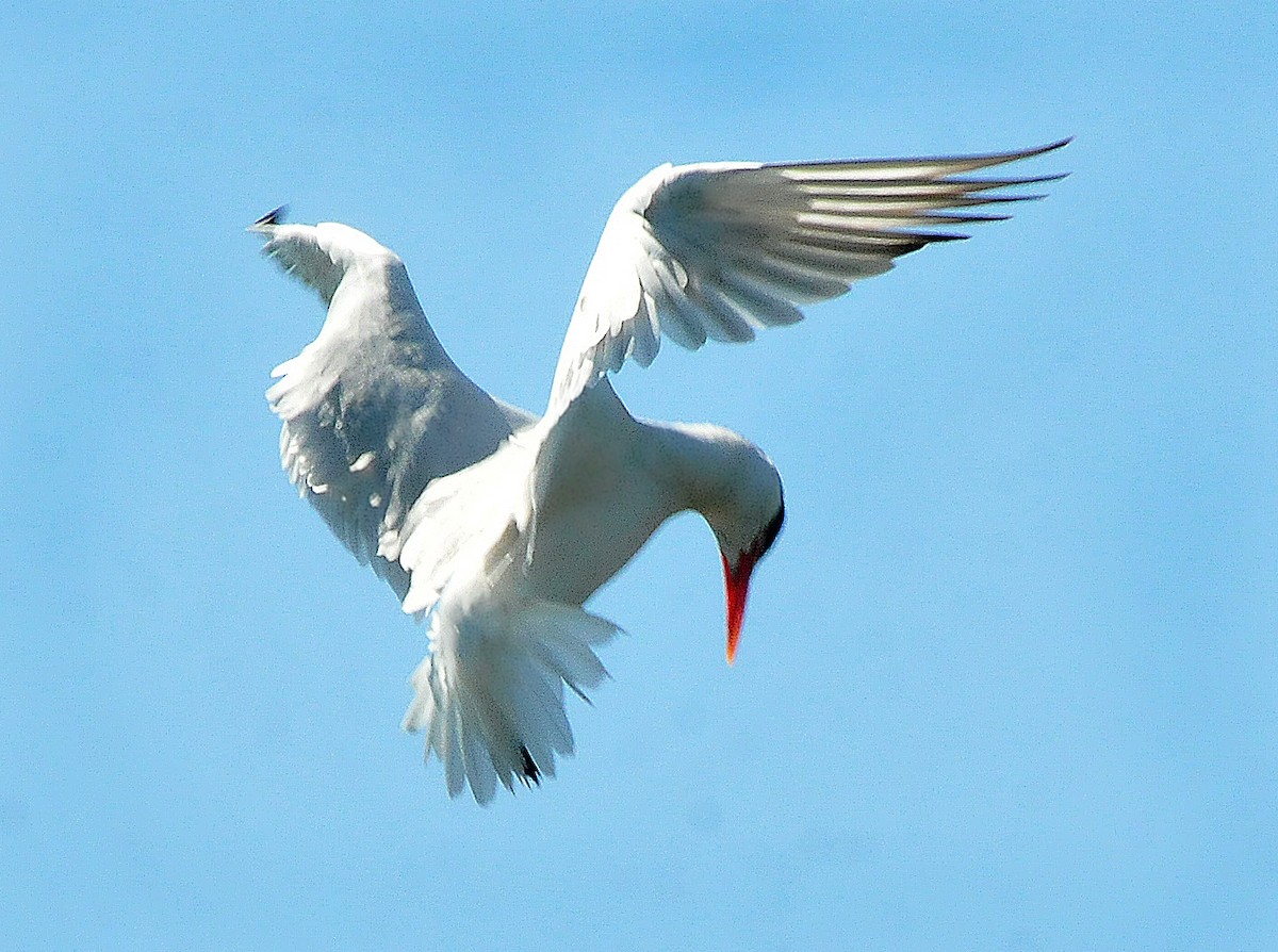 Caspian Tern - ML620388738