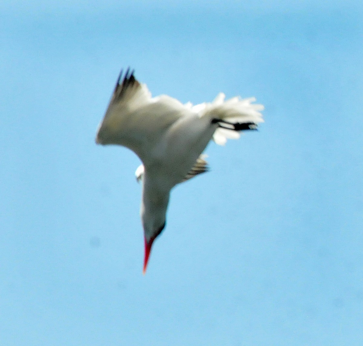 Caspian Tern - ML620388741