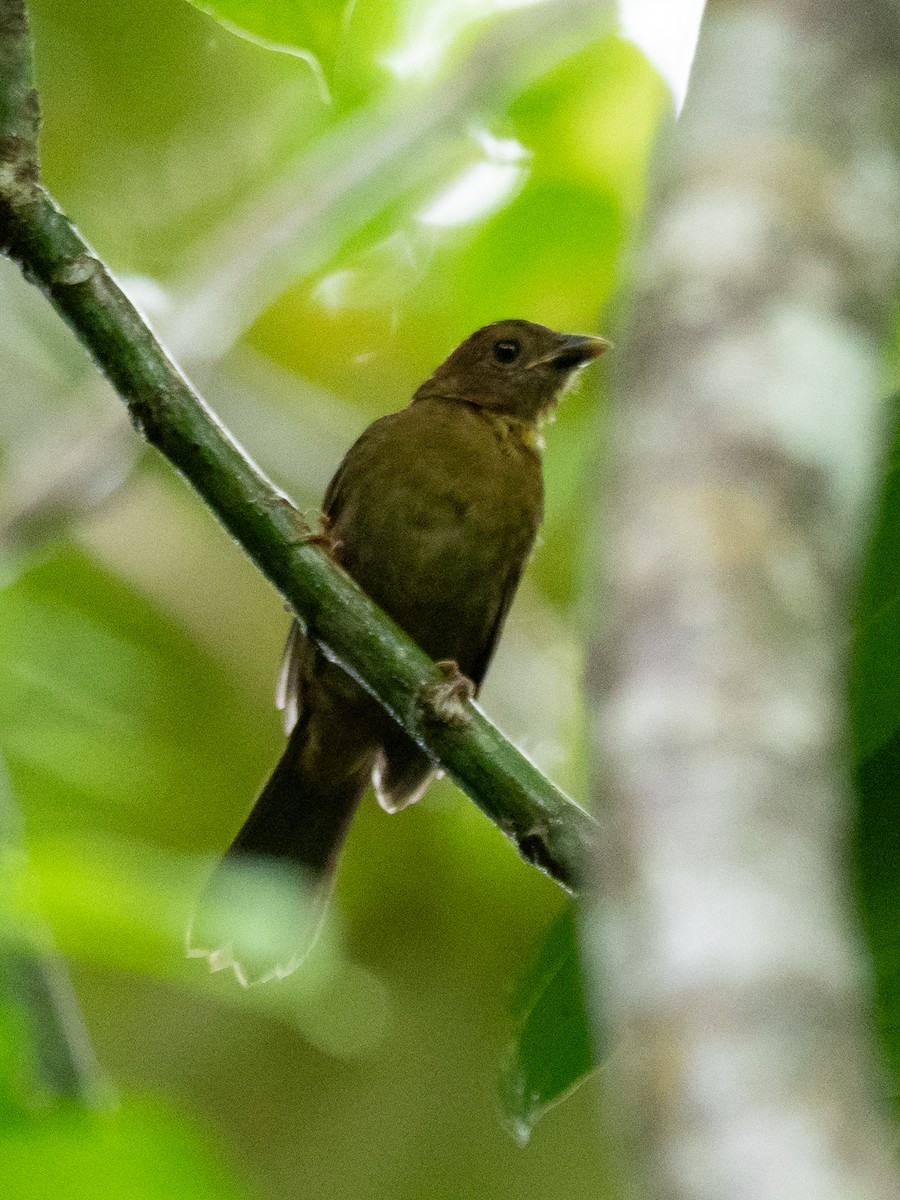 Red-throated Ant-Tanager - ML620388744