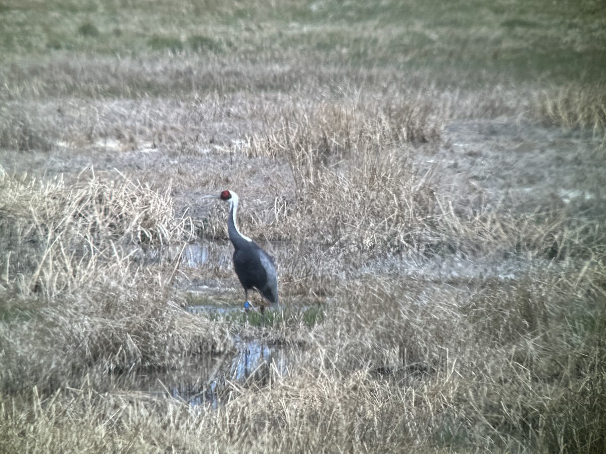 White-naped Crane - ML620388746