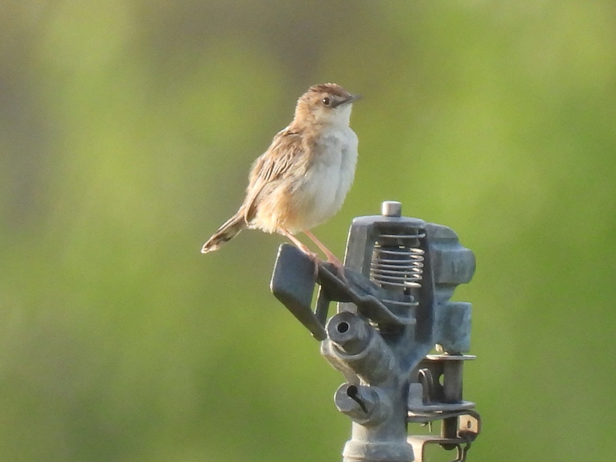 Zitting Cisticola - ML620388753