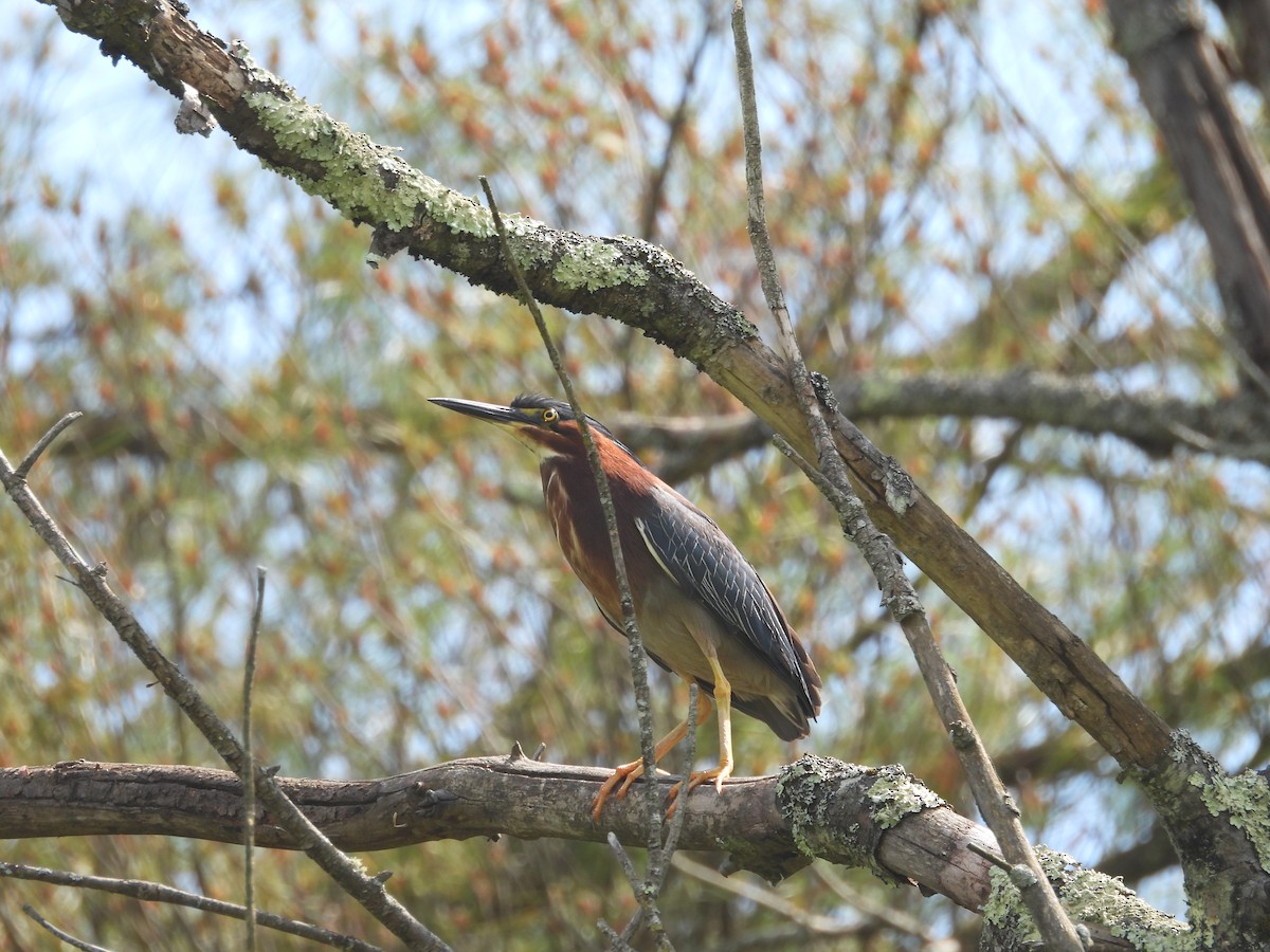 Green Heron - ML620388777