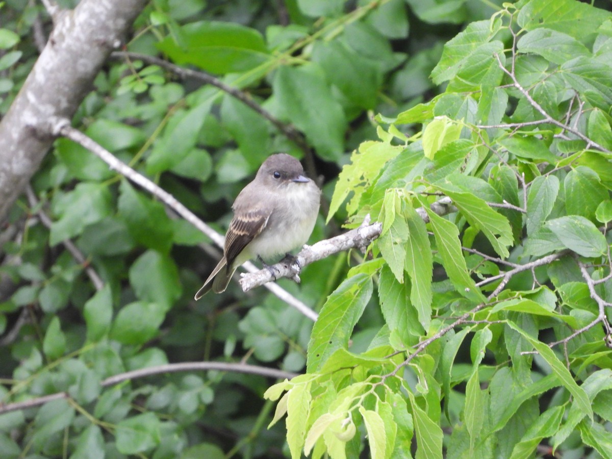 Eastern Phoebe - Henry Griffin