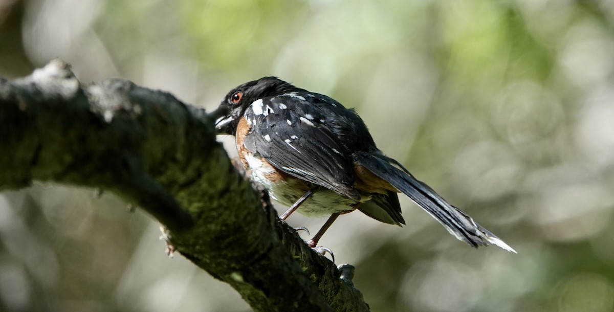 Spotted Towhee - ML620388781