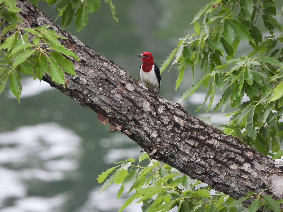 Pic à tête rouge - ML620388787