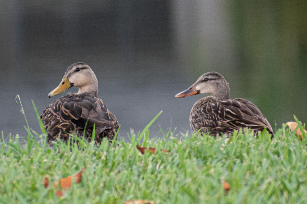 Mallard x Mottled Duck (hybrid) - ML620388798