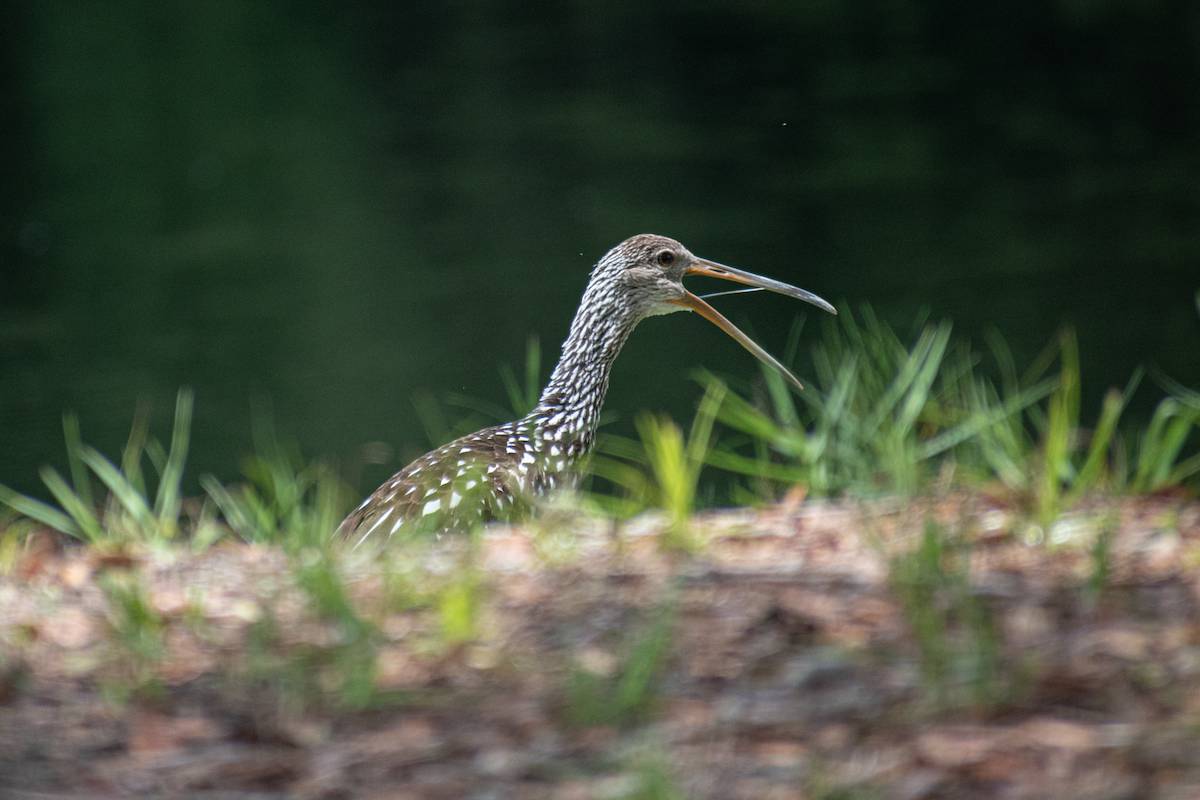 Limpkin - ML620388799