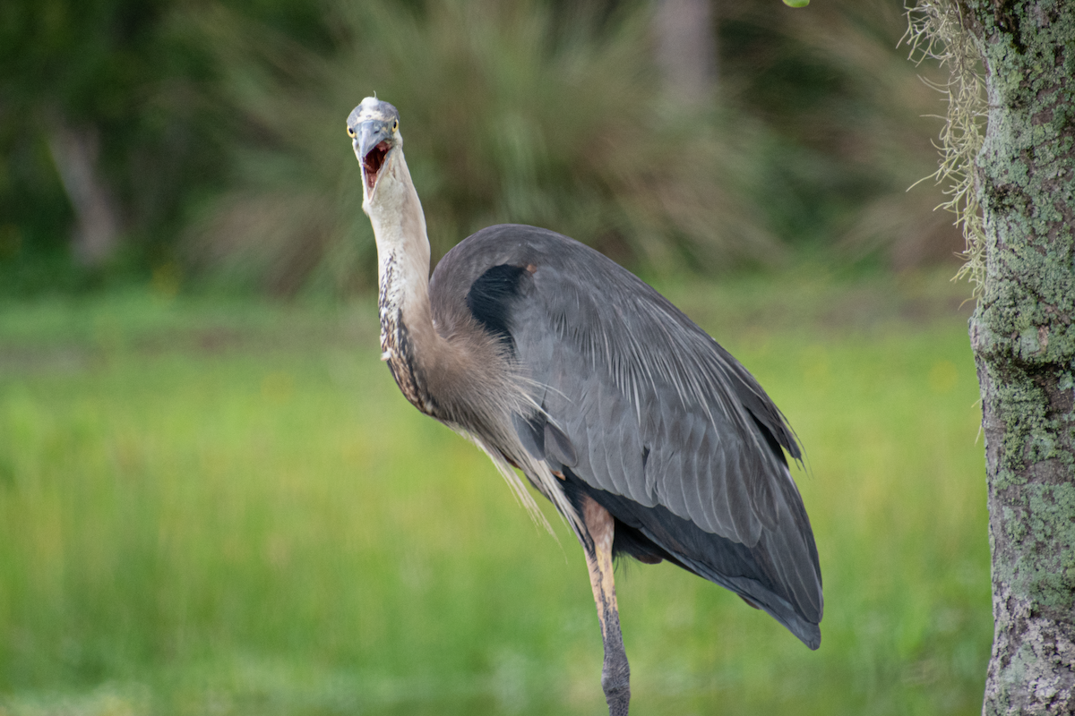 Great Blue Heron - ML620388804