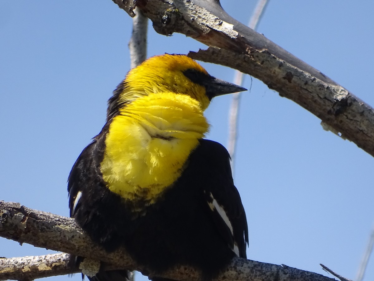 Yellow-headed Blackbird - ML620388805