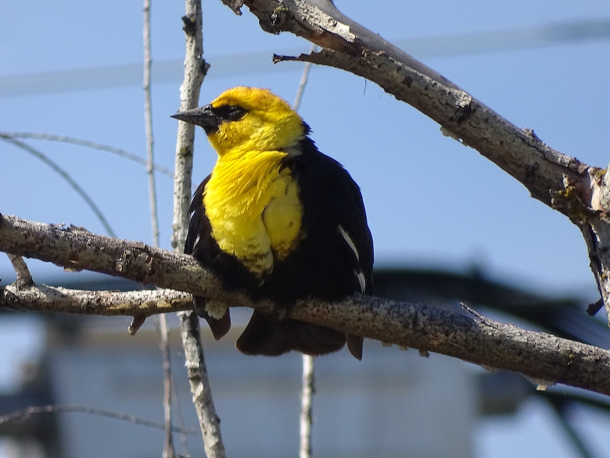 Yellow-headed Blackbird - ML620388807