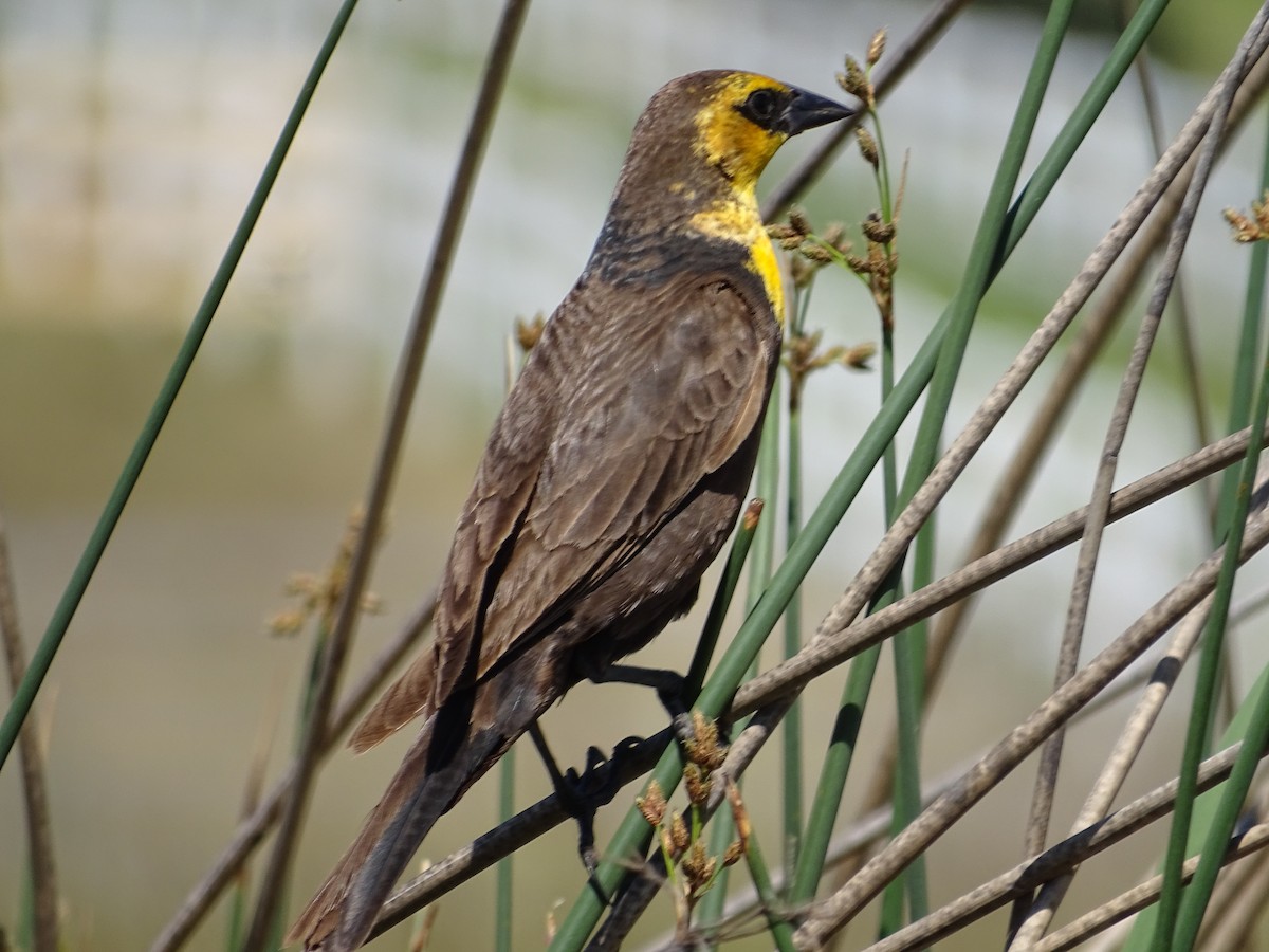 Yellow-headed Blackbird - ML620388808