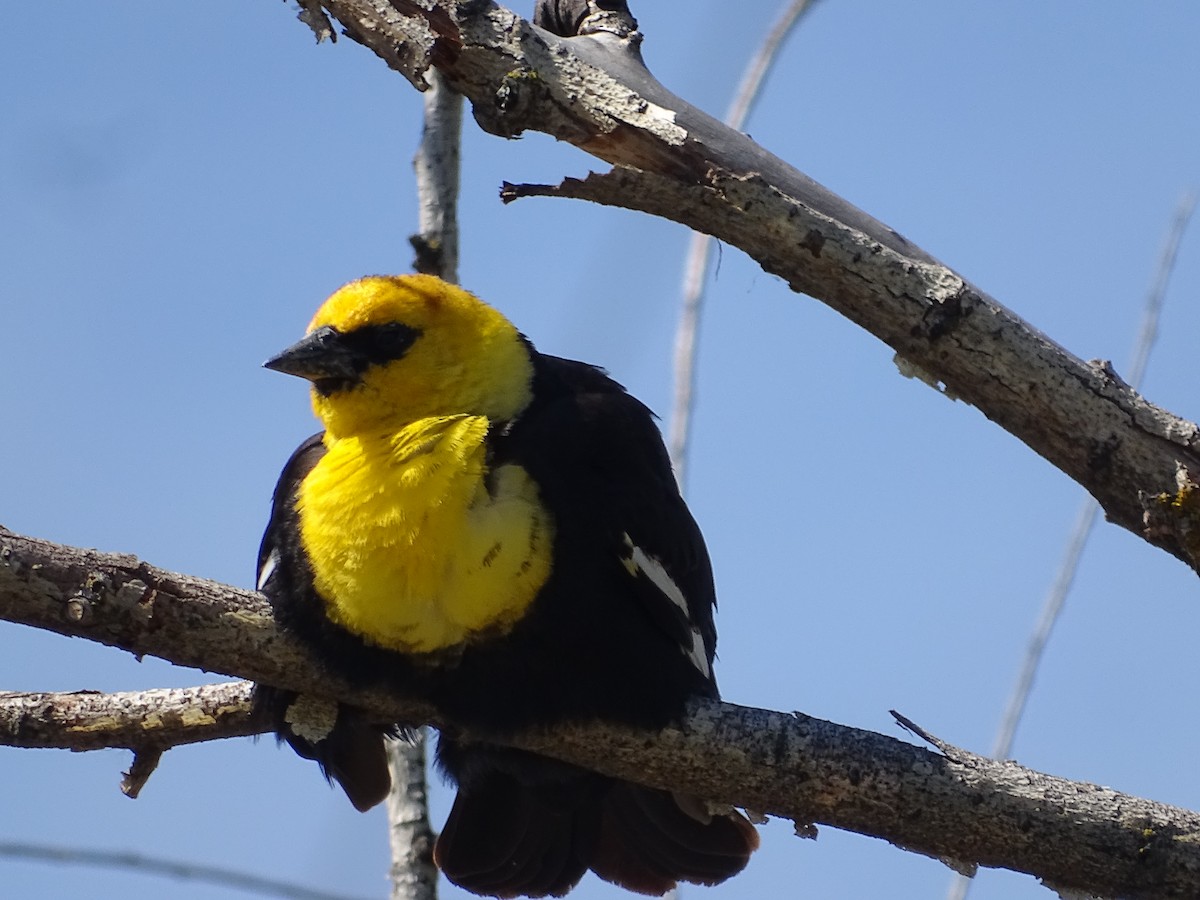Yellow-headed Blackbird - ML620388809