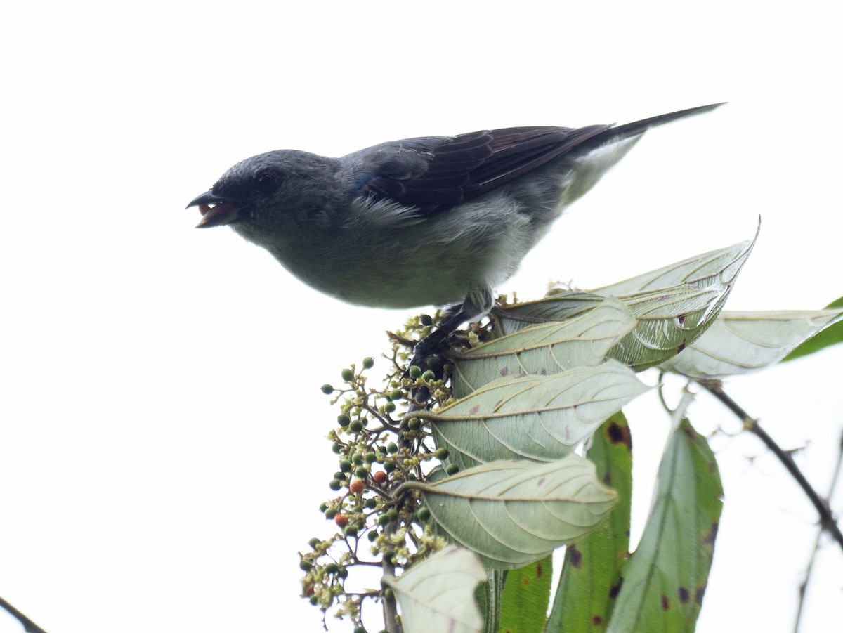 Plain-colored Tanager - ML620388810
