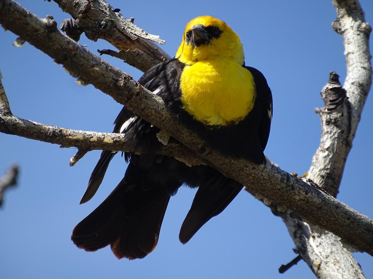 Yellow-headed Blackbird - ML620388812