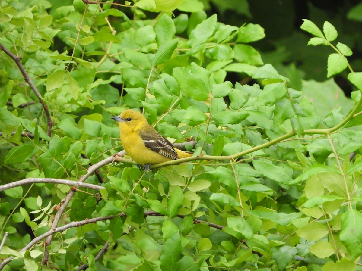 Orchard Oriole - ML620388820