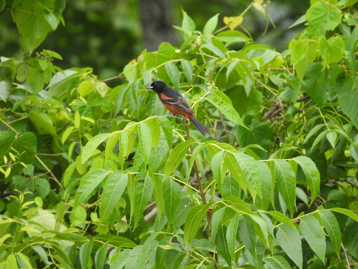 Orchard Oriole - ML620388821