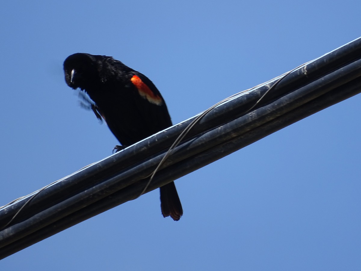Red-winged Blackbird - ML620388828