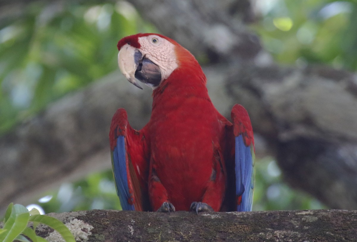 Scarlet Macaw - ML620388831