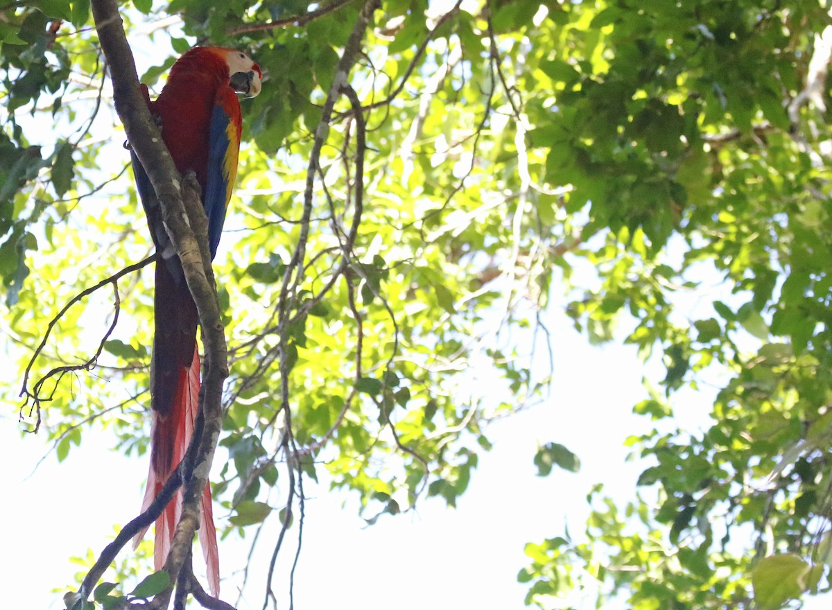 Scarlet Macaw - ML620388834