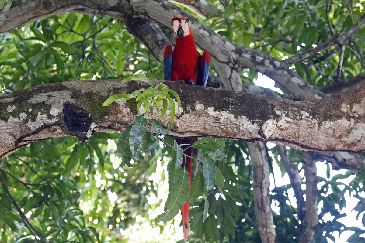 Scarlet Macaw - ML620388837