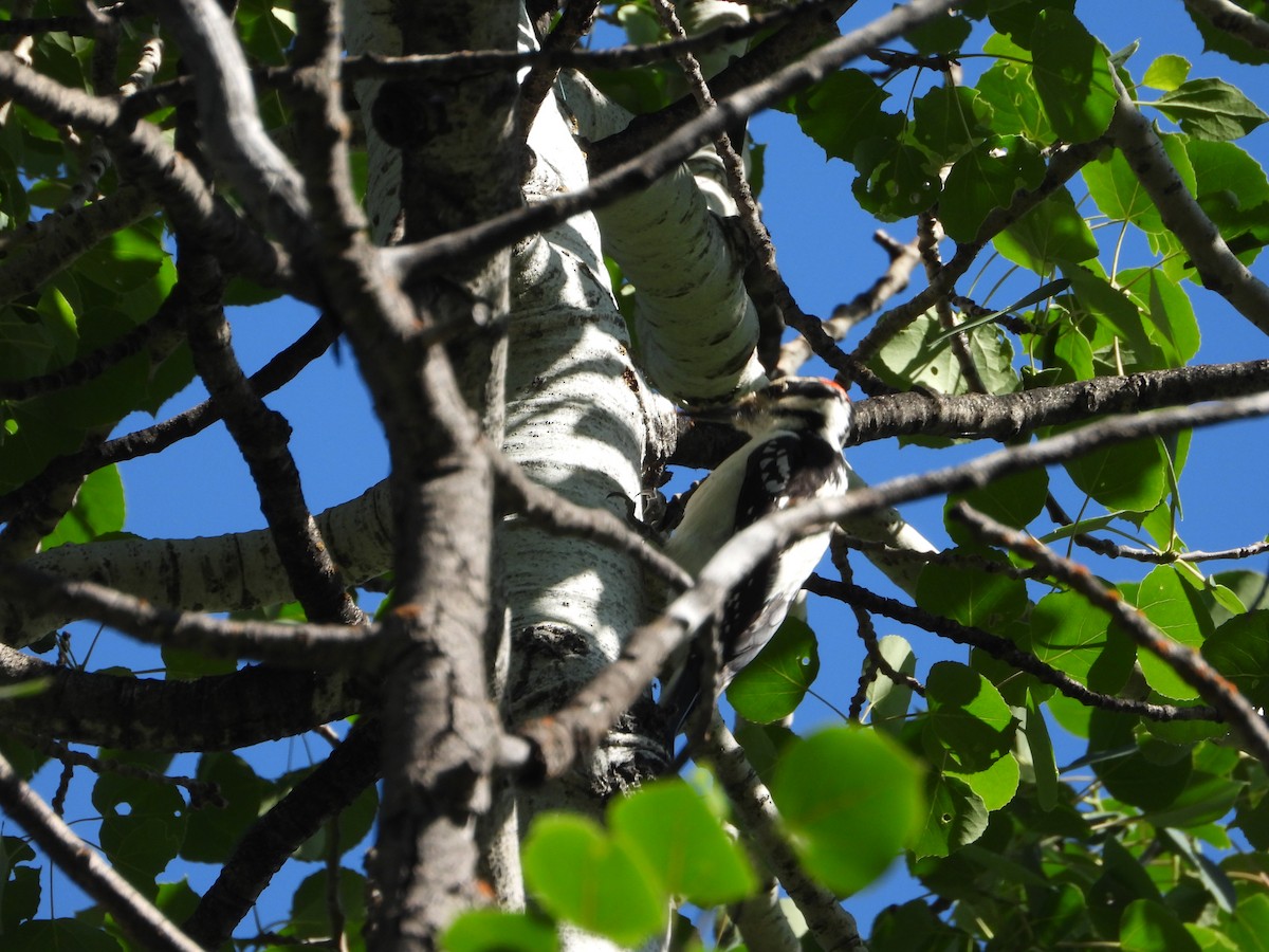 Hairy Woodpecker (Rocky Mts.) - ML620388843