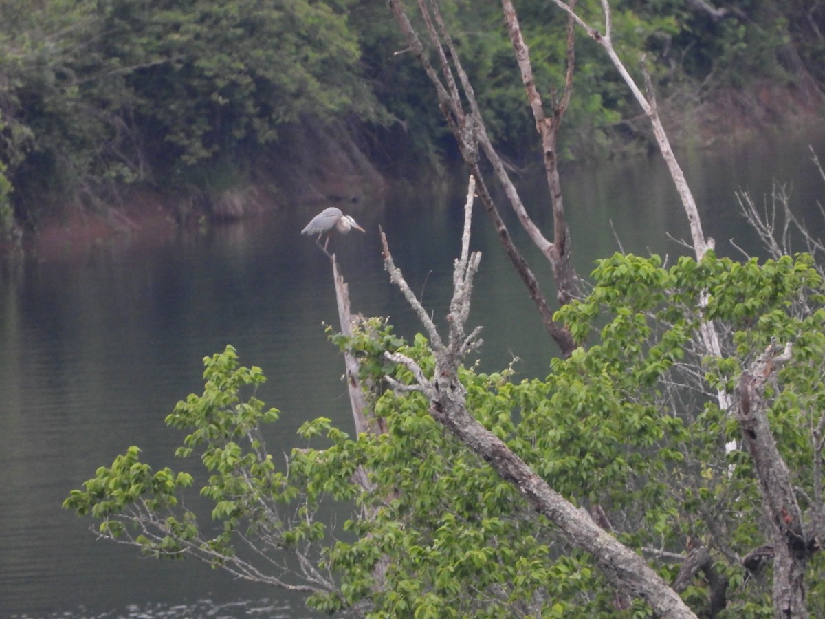 Great Blue Heron - ML620388853