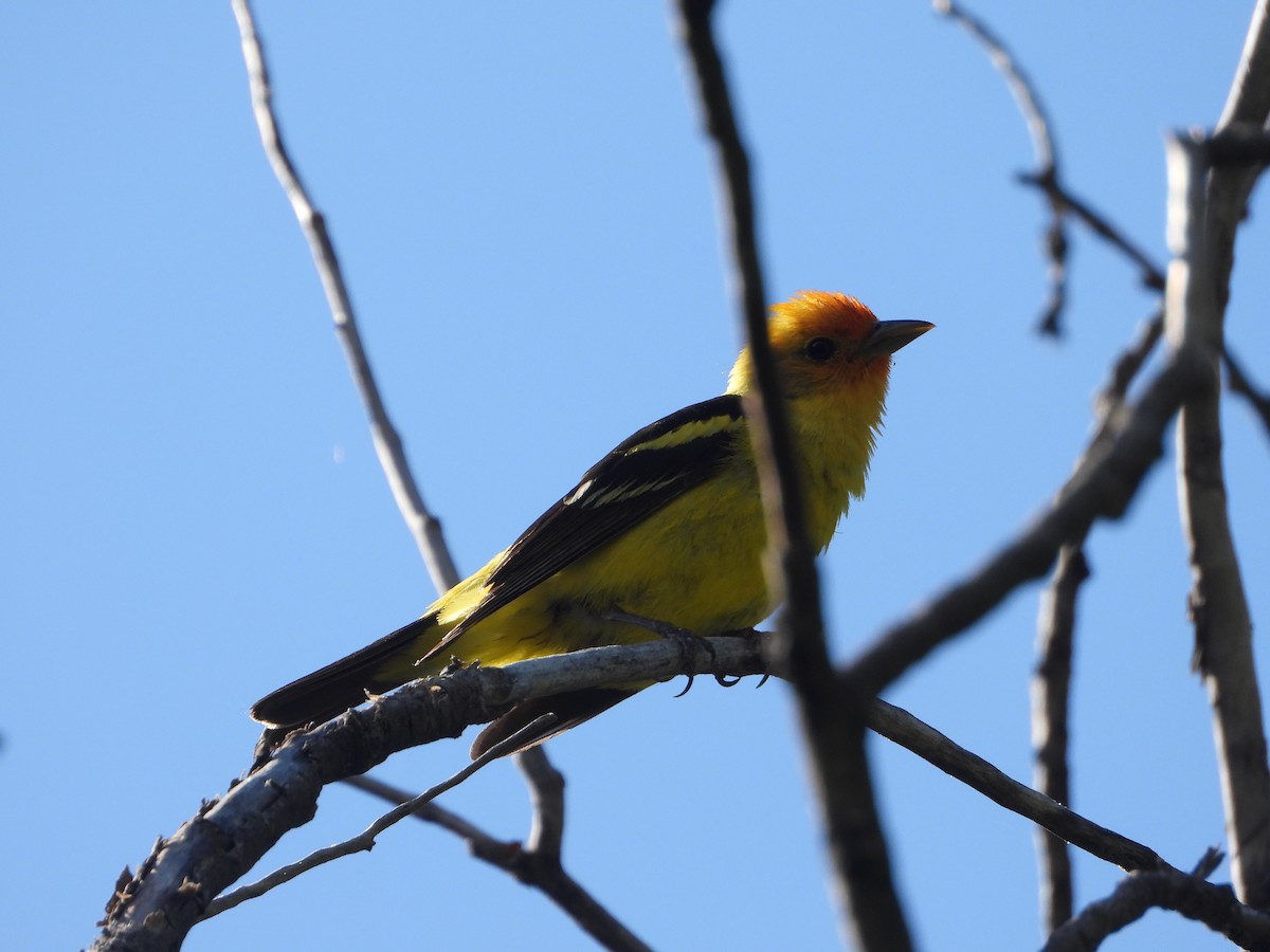 Western Tanager - ML620388855