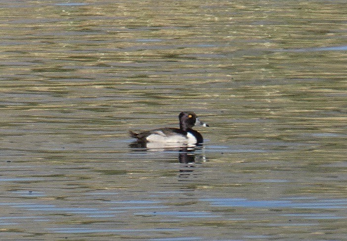 Ring-necked Duck - ML620388860