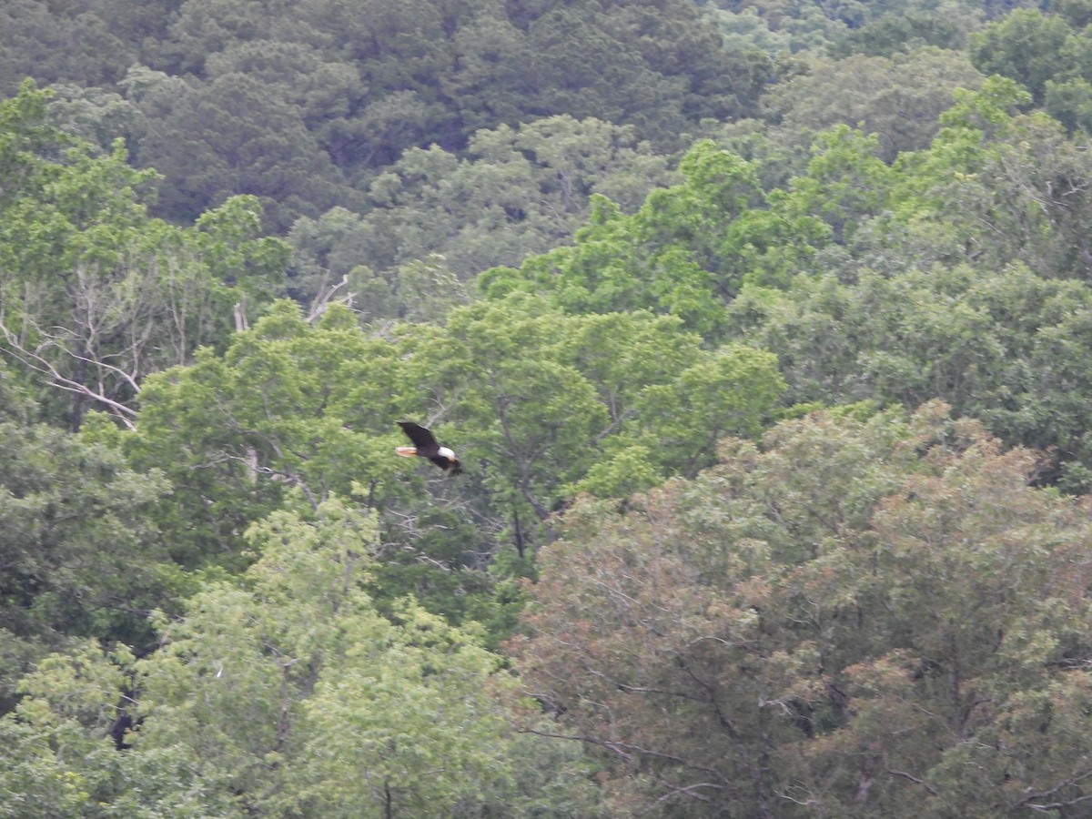 Bald Eagle - ML620388862