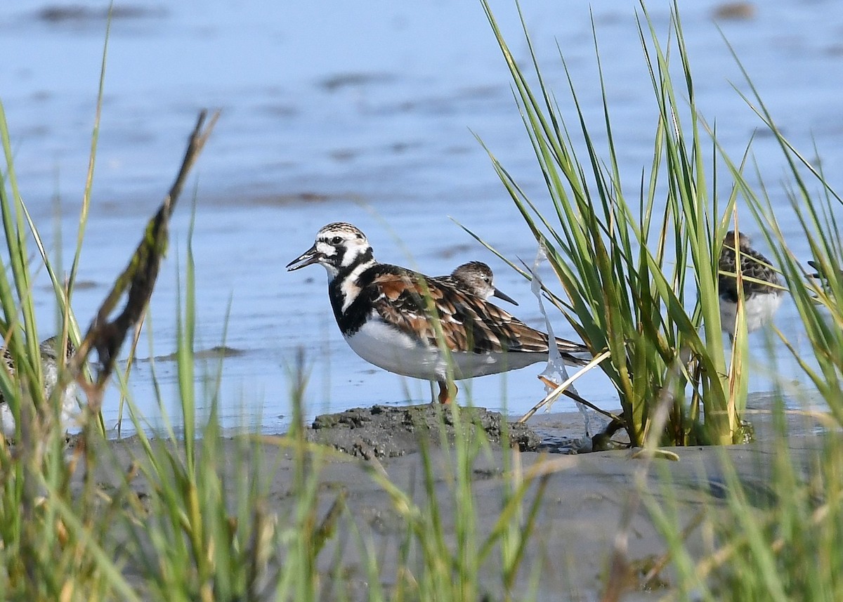 Ruddy Turnstone - ML620388866