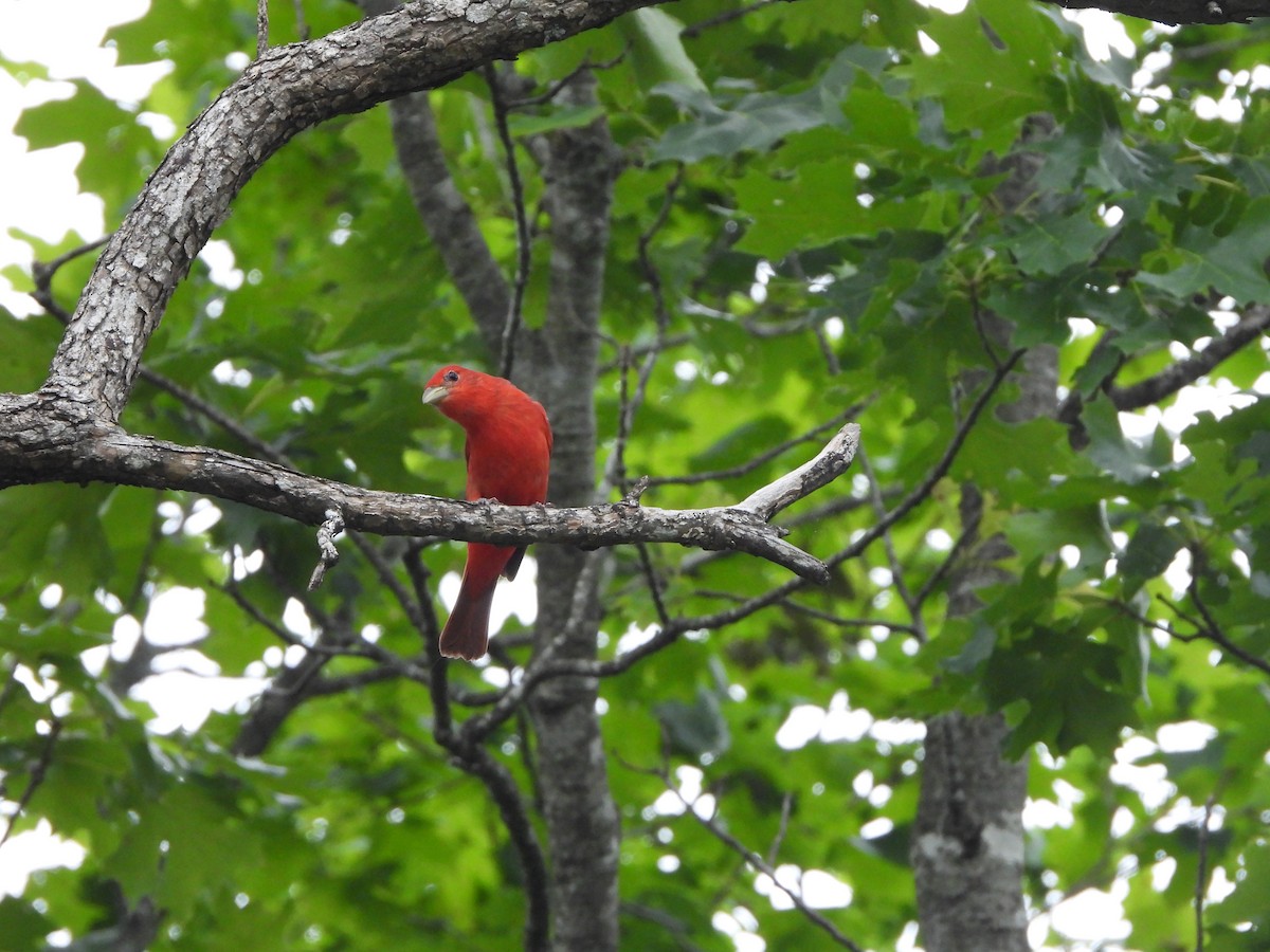 Summer Tanager - ML620388873