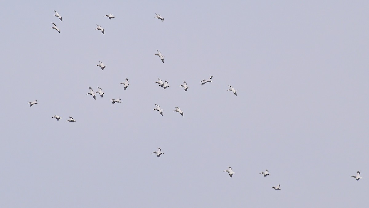 American White Pelican - ML620388875