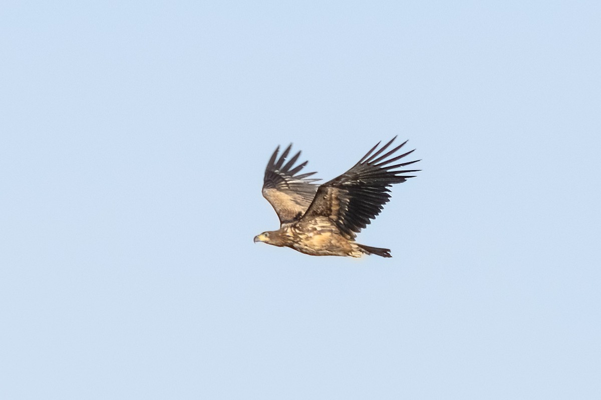White-tailed Eagle - ML620388877