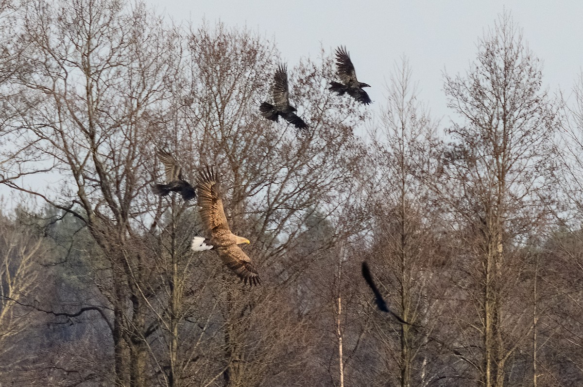 White-tailed Eagle - ML620388878