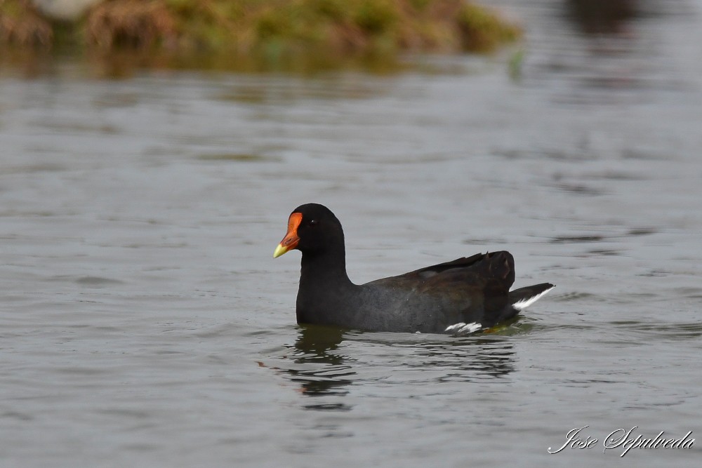 Common Gallinule - ML620388893