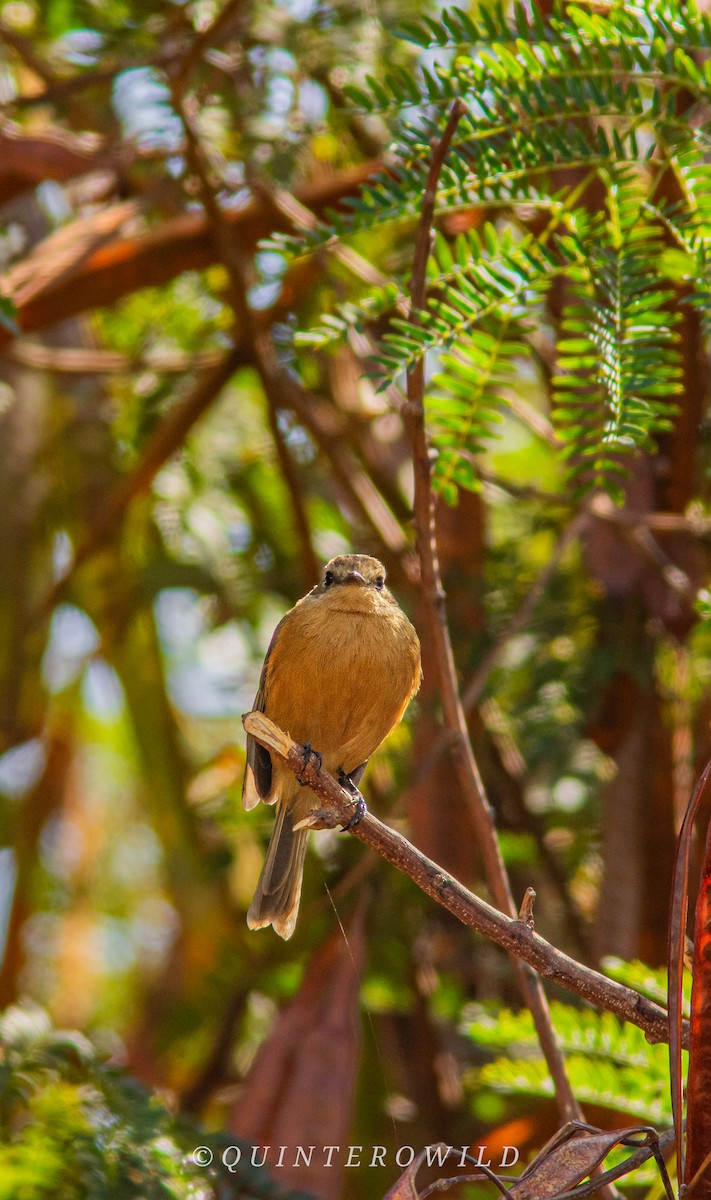 Rufescent Flycatcher - ML620388894