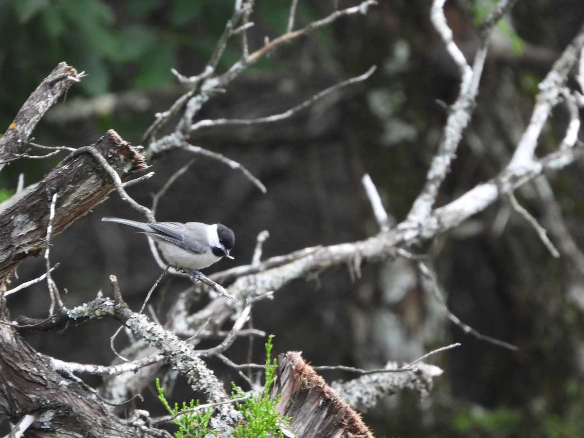 Carolina Chickadee - ML620388895