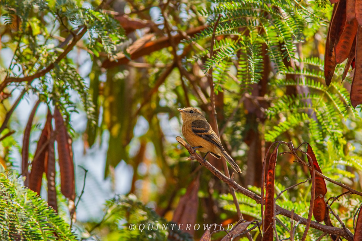 Rufescent Flycatcher - ML620388896