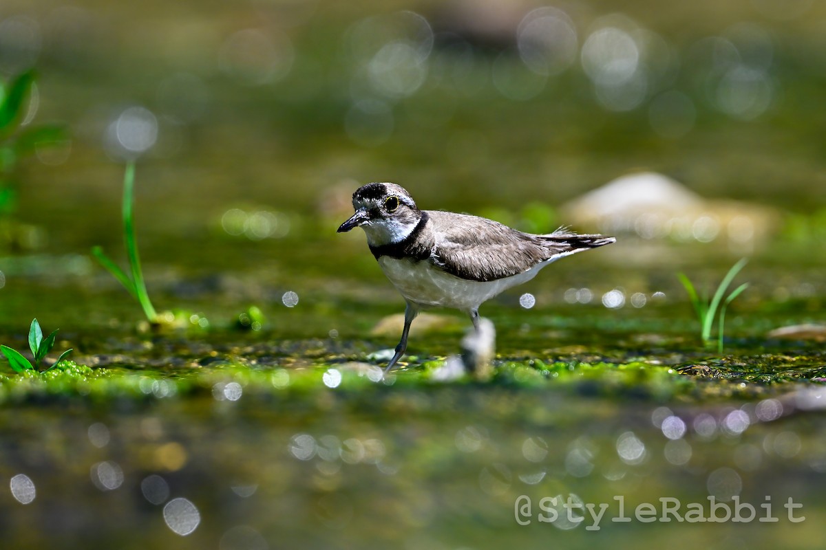 Long-billed Plover - ML620388897