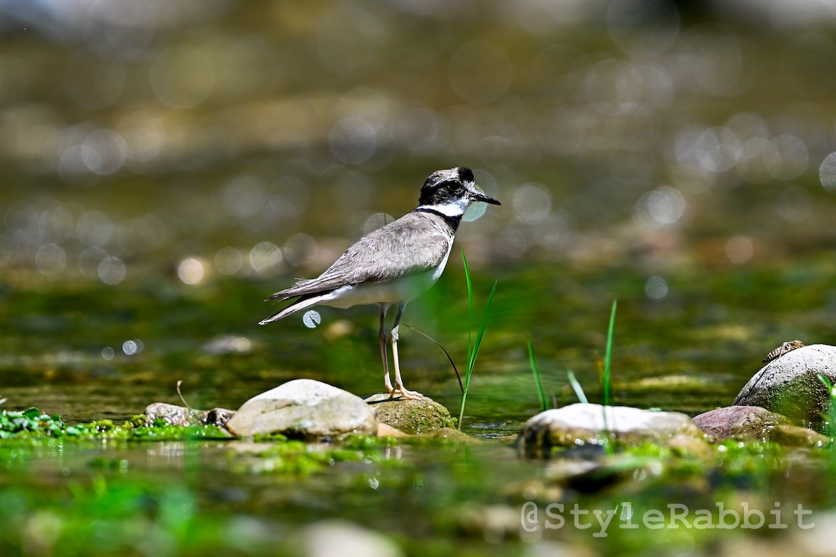 Long-billed Plover - ML620388898