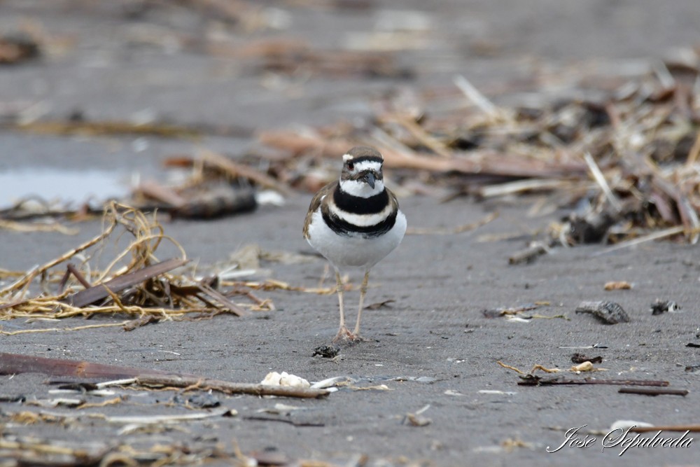 Killdeer - ML620388904