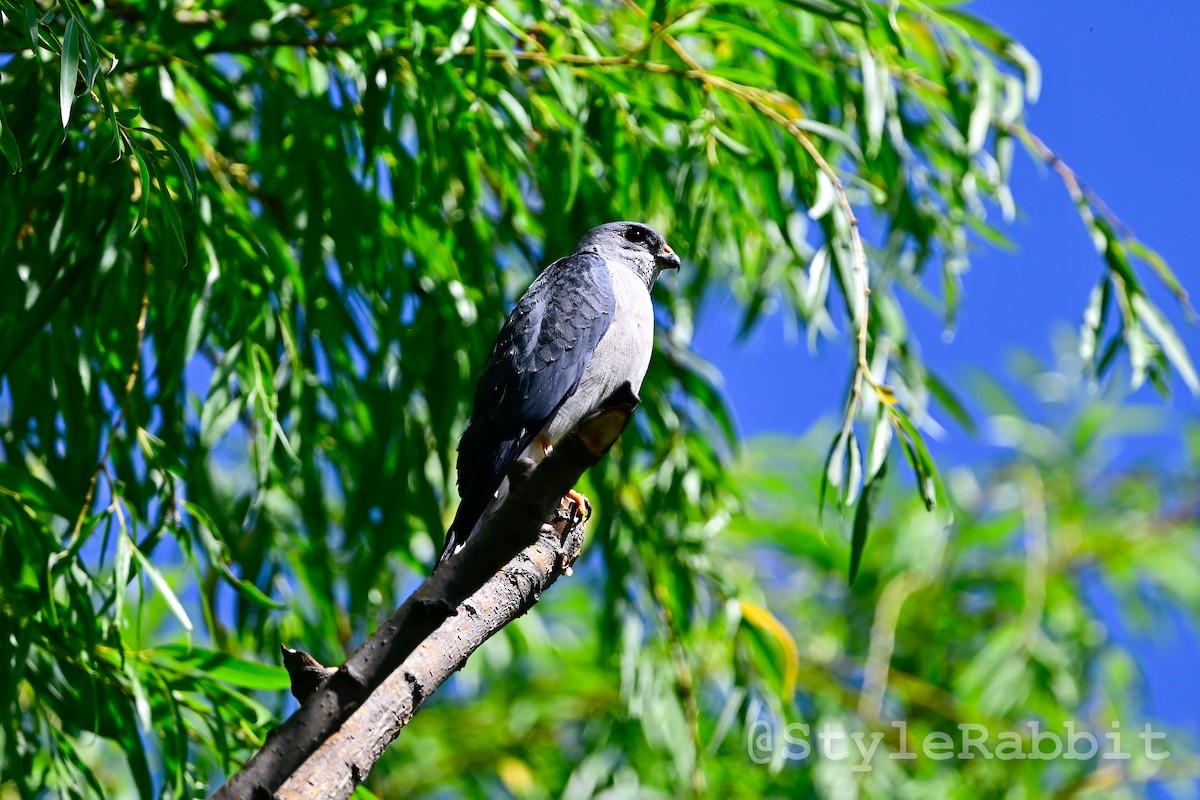 Chinese Sparrowhawk - ML620388905